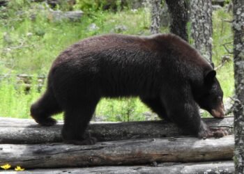 ¡Ba´wi regresa a casa! Liberan a oso negro rehabilitado tras incendios forestales