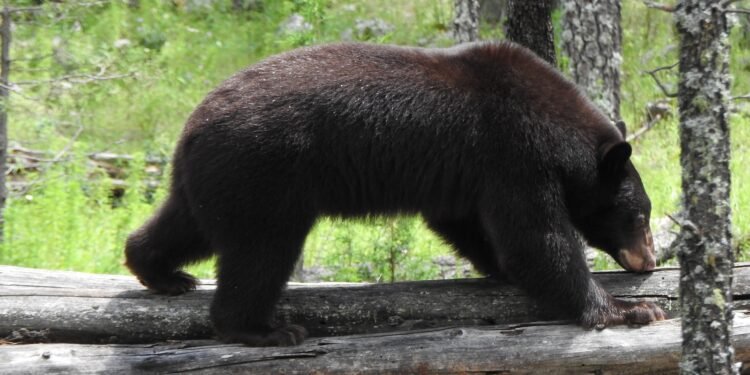 ¡Ba´wi regresa a casa! Liberan a oso negro rehabilitado tras incendios forestales