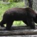 ¡Ba´wi regresa a casa! Liberan a oso negro rehabilitado tras incendios forestales