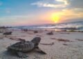 Del campamento al mar: liberan 85 crías de tortuga en Playa Bonita