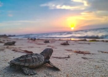 Del campamento al mar: liberan 85 crías de tortuga en Playa Bonita
