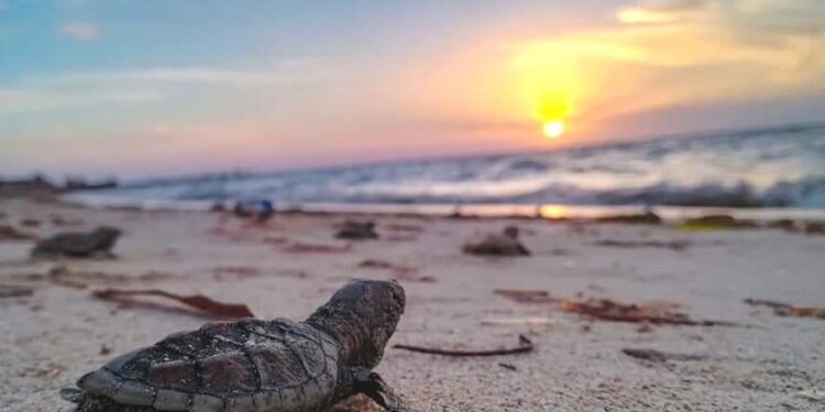 Del campamento al mar: liberan 85 crías de tortuga en Playa Bonita