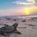 Del campamento al mar: liberan 85 crías de tortuga en Playa Bonita