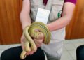 Detectan tres pitones en equipaje de paquetería; no pudieron comprobar su identificación