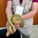 Detectan tres pitones en equipaje de paquetería; no pudieron comprobar su identificación