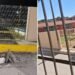 ¡Cuidado dónde pisas! Roban rejillas en Campeche y dejan trampas mortales en la calle