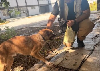 Rescatan a Rex tras sufrir maltrato animal en Campeche