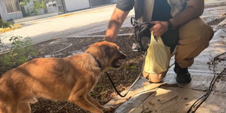 Rescatan a Rex tras sufrir maltrato animal en Campeche