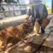 Rescatan a Rex tras sufrir maltrato animal en Campeche
