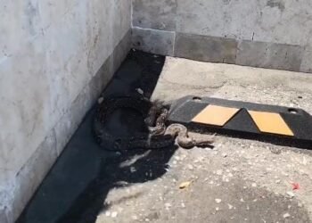 Alarma en mercado de Ciudad del Carmen: enorme boa recorre el estacionamiento