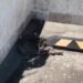 Alarma en mercado de Ciudad del Carmen: enorme boa recorre el estacionamiento