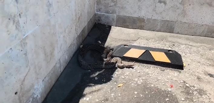 Alarma en mercado de Ciudad del Carmen: enorme boa recorre el estacionamiento