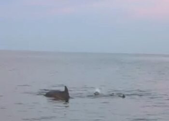 Aletas a la vista: delfines sorprenden frente al malecón de Campeche