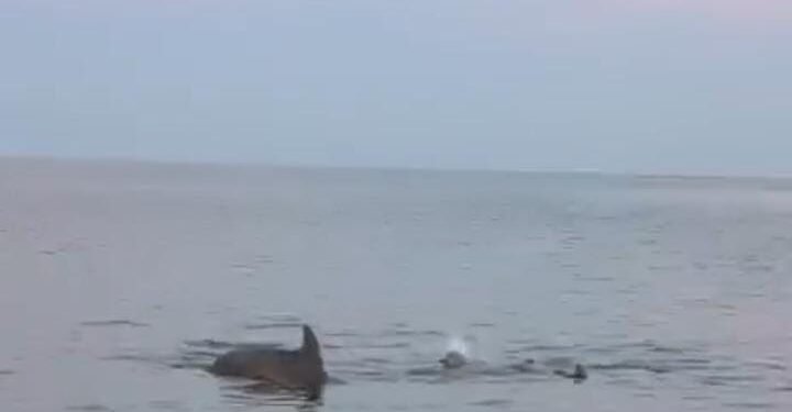 Aletas a la vista: delfines sorprenden frente al malecón de Campeche