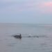Aletas a la vista: delfines sorprenden frente al malecón de Campeche