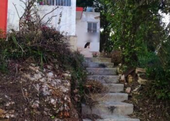 Investigan posible maltrato animal: hallan a perro amarrado a una ventana