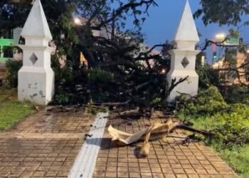Lluvias y rayo causan caída de ramas en parque de Campeche