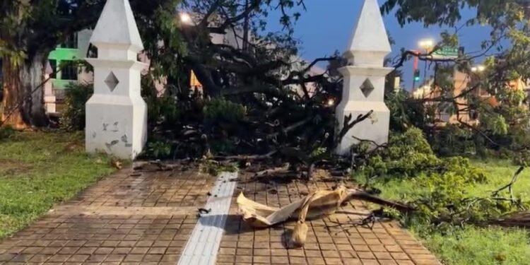 Lluvias y rayo causan caída de ramas en parque de Campeche