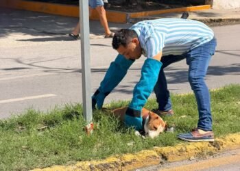 Tres cámaras y un testigo, claves en el atropellamiento de un lomito en la López