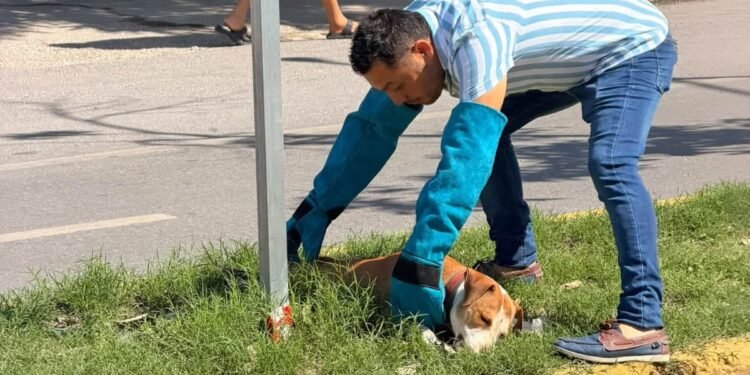 Tres cámaras y un testigo, claves en el atropellamiento de un lomito en la López