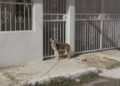 Perrito “pidió ayuda” con sus ladridos; investigan quién lo abandonó a su suerte