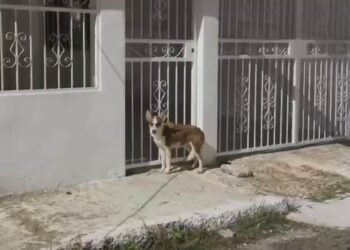 Perrito “pidió ayuda” con sus ladridos; investigan quién lo abandonó a su suerte