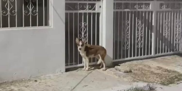 Perrito “pidió ayuda” con sus ladridos; investigan quién lo abandonó a su suerte