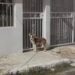 Perrito “pidió ayuda” con sus ladridos; investigan quién lo abandonó a su suerte