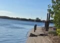 Alarma ambiental en Carmen, hallan delfines muerto en “La Playita”