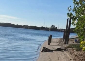 Alarma ambiental en Carmen, hallan delfines muerto en “La Playita”