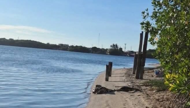 Alarma ambiental en Carmen, hallan delfines muerto en “La Playita”