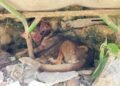 Abandono y dolor: lomito muere tras sufrir herida e infestación de gusano barrenador
