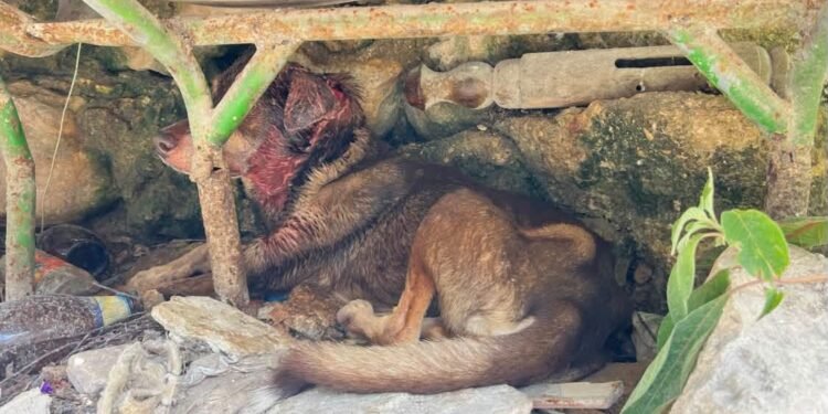 Abandono y dolor: lomito muere tras sufrir herida e infestación de gusano barrenador