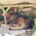 Abandono y dolor: lomito muere tras sufrir herida e infestación de gusano barrenador
