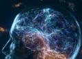 Cerebro humano son dos órganos separados, revela investigación de Stanford Medicine