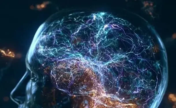 Cerebro humano son dos órganos separados, revela investigación de Stanford Medicine