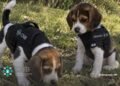 ¡Bienvenidos, lomitos! Dexter y Simón se suman a la búsqueda de personas
