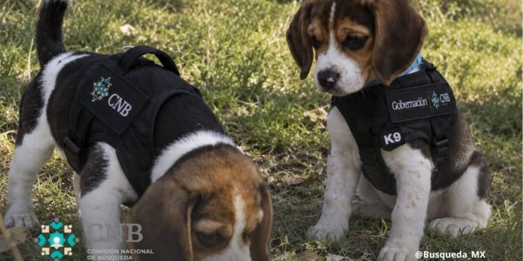 ¡Bienvenidos, lomitos! Dexter y Simón se suman a la búsqueda de personas
