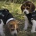 ¡Bienvenidos, lomitos! Dexter y Simón se suman a la búsqueda de personas