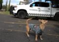 El guardia más pequeño: Comando y su historia dentro de la Guardia Nacional