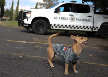 El guardia más pequeño: Comando y su historia dentro de la Guardia Nacional