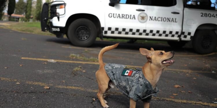 El guardia más pequeño: Comando y su historia dentro de la Guardia Nacional