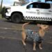 El guardia más pequeño: Comando y su historia dentro de la Guardia Nacional