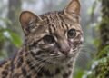 Parecía un “michi”, pero era algo más grande para la ciencia: hallan nueva especie de felino tras más de un siglo