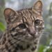 Parecía un “michi”, pero era algo más grande para la ciencia: hallan nueva especie de felino tras más de un siglo
