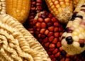 Repunte en importaciones agrícolas: México incrementa 6% la compra de granos impulsado por el maíz amarillo