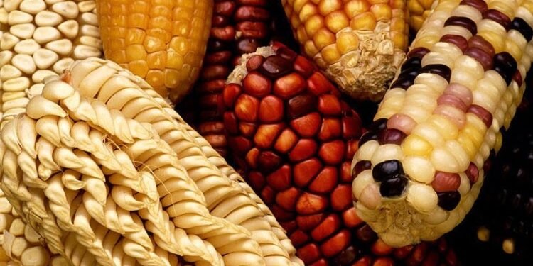 Repunte en importaciones agrícolas: México incrementa 6% la compra de granos impulsado por el maíz amarillo