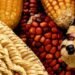 Repunte en importaciones agrícolas: México incrementa 6% la compra de granos impulsado por el maíz amarillo