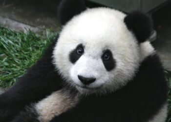 ¿Quiénes son los nuevos pandas de Atlanta? Conoce a Ping Ping y Fu Shuang