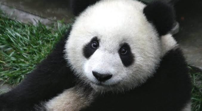 ¿Quiénes son los nuevos pandas de Atlanta? Conoce a Ping Ping y Fu Shuang